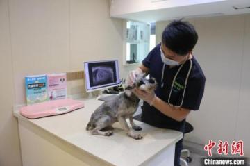 世界兽医日：当一名宠物医生是怎样的体验？-第9张-宠物相关-宝佳网