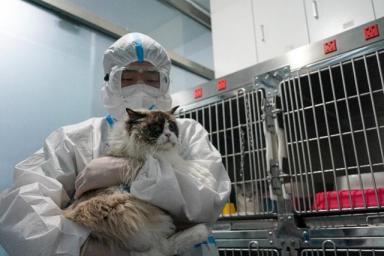 实拍北京转运安置疫情中的宠物，全过程记录-第11张-宠物相关-宝佳网