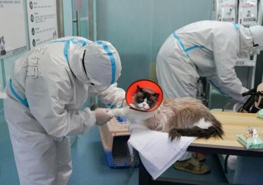 实拍北京转运安置疫情中的宠物，全过程记录-第9张-宠物相关-宝佳网