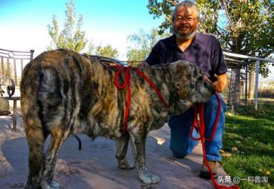 世界上最凶猛的十大恶犬，日本土佐上榜，藏獒只能屈居第二-第4张-宠物相关-宝佳网
