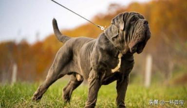 世界上最凶猛的十大恶犬，日本土佐上榜，藏獒只能屈居第二-第6张-宠物相关-宝佳网