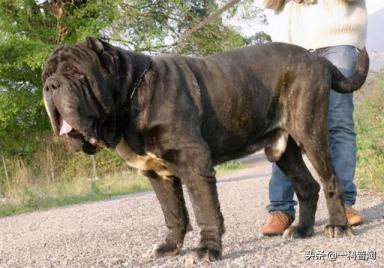世界上最凶猛的十大恶犬，日本土佐上榜，藏獒只能屈居第二-第7张-宠物相关-宝佳网