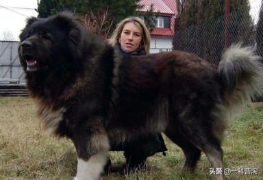 世界上最凶猛的十大恶犬，日本土佐上榜，藏獒只能屈居第二-第8张-宠物相关-宝佳网