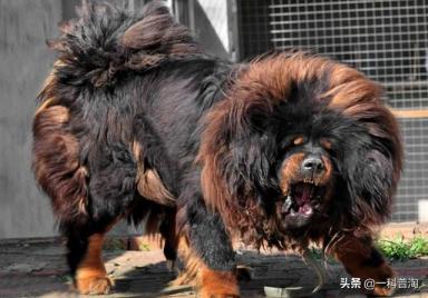世界上最凶猛的十大恶犬，日本土佐上榜，藏獒只能屈居第二-第12张-宠物相关-宝佳网