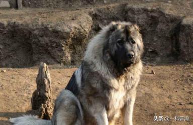 世界上最凶猛的十大恶犬，日本土佐上榜，藏獒只能屈居第二-第10张-宠物相关-宝佳网