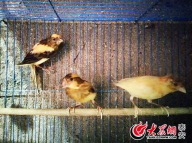 泰安故事丨养鸟30年 一网友家中养了上百只芙蓉鸟-第3张-宠物相关-宝佳网