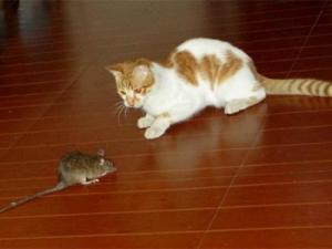 怂到家了！被老鼠抢食后，猫咪委屈到露出了这样的表情-第1张-宠物相关-宝佳网
