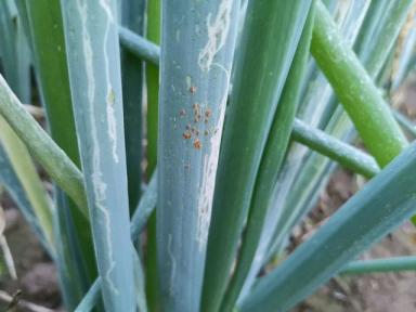 斑潜蝇和蓟马同时危害大葱，用最直观的图片告诉你它们危害的不同-第2张-宠物相关-宝佳网