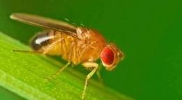 斑潜蝇和蓟马同时危害大葱，用最直观的图片告诉你它们危害的不同-第7张-宠物相关-宝佳网