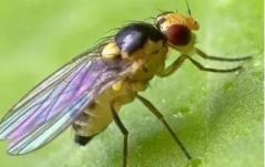 多种潜叶蝇同时危害蔬菜，从虫道上分清种类，区别用药效果好-第3张-宠物相关-宝佳网
