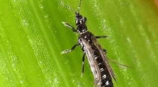 斑潜蝇和蓟马同时危害大葱，用最直观的图片告诉你它们危害的不同-第8张-宠物相关-宝佳网