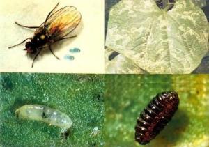 多种潜叶蝇同时危害蔬菜，从虫道上分清种类，区别用药效果好-第5张-宠物相关-宝佳网