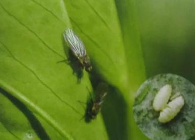多种潜叶蝇同时危害蔬菜，从虫道上分清种类，区别用药效果好-第7张-宠物相关-宝佳网