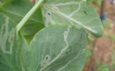 多种潜叶蝇同时危害蔬菜，从虫道上分清种类，区别用药效果好-第8张-宠物相关-宝佳网