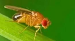 多种潜叶蝇同时危害蔬菜，从虫道上分清种类，区别用药效果好-第11张-宠物相关-宝佳网