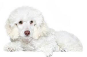 这四个，就是很少人养“白色”贵宾犬的原因-第1张-宠物相关-宝佳网