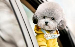 世界名犬—贵宾犬 泰迪造型-第3张-宠物相关-宝佳网