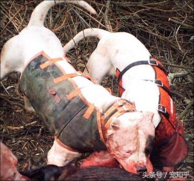 獠牙就是勋章，血染白甲的杜高犬，为狩猎而生，为狩猎而死-第3张-宠物相关-宝佳网