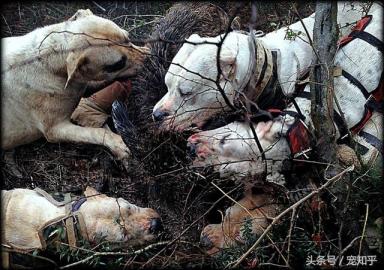 獠牙就是勋章，血染白甲的杜高犬，为狩猎而生，为狩猎而死-第2张-宠物相关-宝佳网