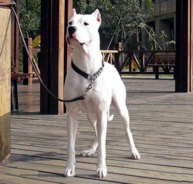 杜高犬，猎场上的铁血硬汉，威武、霸气的猎犬之王-第3张-宠物相关-宝佳网