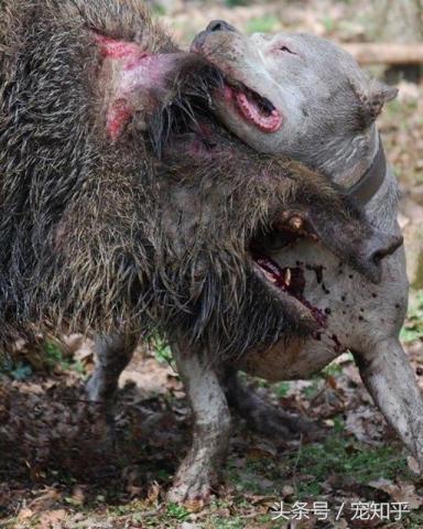 獠牙就是勋章，血染白甲的杜高犬，为狩猎而生，为狩猎而死-第4张-宠物相关-宝佳网