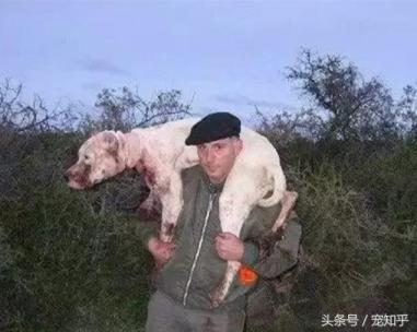 獠牙就是勋章，血染白甲的杜高犬，为狩猎而生，为狩猎而死-第14张-宠物相关-宝佳网