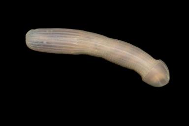 海岛人超爱吃「海中虎鞭」看形状就有股亲切感-第1张-宠物相关-宝佳网