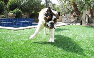 世界上最大狗狗之一，圣伯纳犬最重可达160斤，一般人真心养不起-第4张-宠物相关-宝佳网
