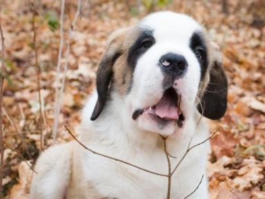 世界上最大狗狗之一，圣伯纳犬最重可达160斤，一般人真心养不起-第2张-宠物相关-宝佳网