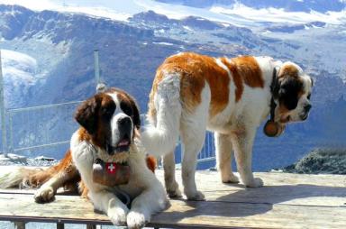 世界上最大狗狗之一，圣伯纳犬最重可达160斤，一般人真心养不起-第3张-宠物相关-宝佳网