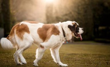 世界上最大狗狗之一，圣伯纳犬最重可达160斤，一般人真心养不起-第5张-宠物相关-宝佳网