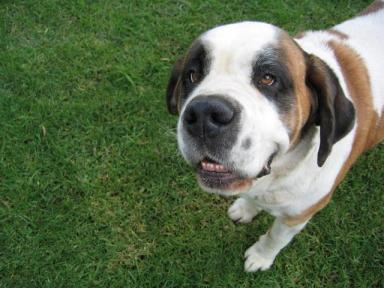 世界上最大狗狗之一，圣伯纳犬最重可达160斤，一般人真心养不起-第6张-宠物相关-宝佳网