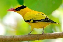 黄莺鸟如黄金一样鲜艳亮黄-第1张-宠物相关-宝佳网