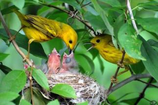 黄莺鸟如黄金一样鲜艳亮黄-第2张-宠物相关-宝佳网