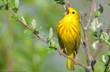 黄莺鸟如黄金一样鲜艳亮黄-第5张-宠物相关-宝佳网