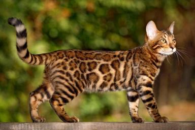 探秘：宠物世界之猫咪，竟然有这么多种受人类欢迎的猫，你养过吗-第7张-宠物相关-宝佳网
