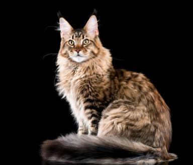 探秘：宠物世界之猫咪，竟然有这么多种受人类欢迎的猫，你养过吗-第6张-宠物相关-宝佳网