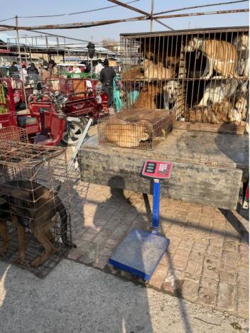 当它们站上肉贩子的磅秤——宠物市场“深冬”调查-第4张-宠物相关-宝佳网