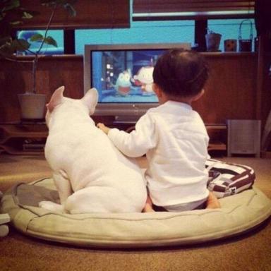 狗狗和我们一起看电视，它看得懂吗？-第1张-宠物相关-宝佳网