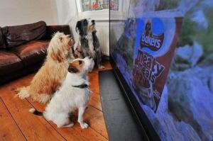 狗狗和我们一起看电视，它看得懂吗？-第2张-宠物相关-宝佳网