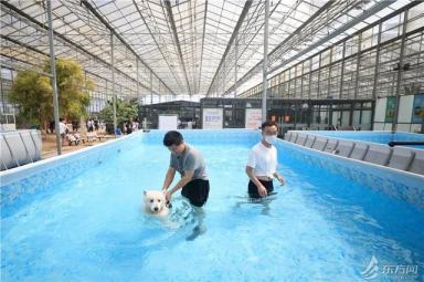 TA们有家了！上海首个流浪猫管理中心成立，退役警犬开放领养-第6张-宠物相关-宝佳网