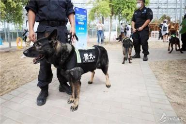 TA们有家了！上海首个流浪猫管理中心成立，退役警犬开放领养-第7张-宠物相关-宝佳网