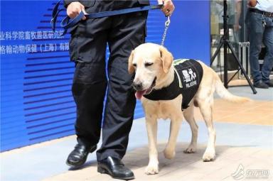 TA们有家了！上海首个流浪猫管理中心成立，退役警犬开放领养-第8张-宠物相关-宝佳网