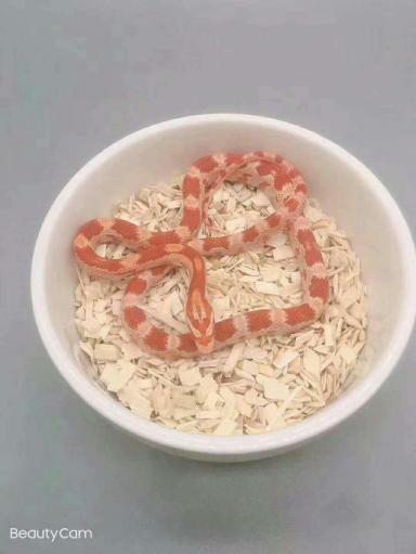宠物蛇玉米蛇白化红暴风雪黑王加州王蛇猪鼻蛇哪里有卖购买？-第1张-宠物相关-宝佳网