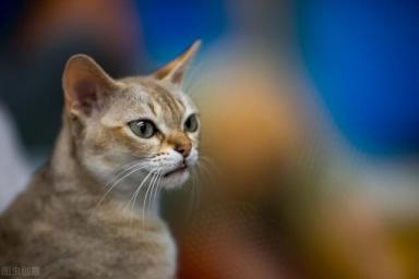 一只新加坡猫从太原托运到北京的案例分享-第2张-宠物相关-宝佳网