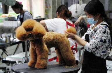 广州老板开宠物店，利用“宠物免费洗澡”，1年赚114万，真会赚钱-第5张-宠物相关-宝佳网