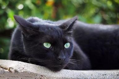 养“黑猫”坏处多，劝你不要轻易饲养-第1张-宠物相关-宝佳网