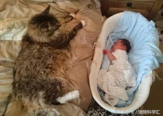 体型巨大的缅因猫，主动担任宝宝“保姆”，时刻贴心陪伴左右-第2张-宠物相关-宝佳网