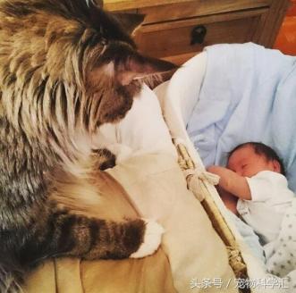 体型巨大的缅因猫，主动担任宝宝“保姆”，时刻贴心陪伴左右-第1张-宠物相关-宝佳网