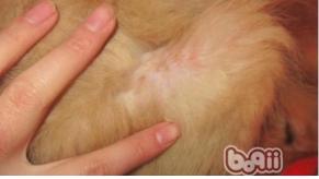 狗狗真菌性皮肤病 如何治疗狗狗真菌性皮肤病-第1张-宠物相关-宝佳网